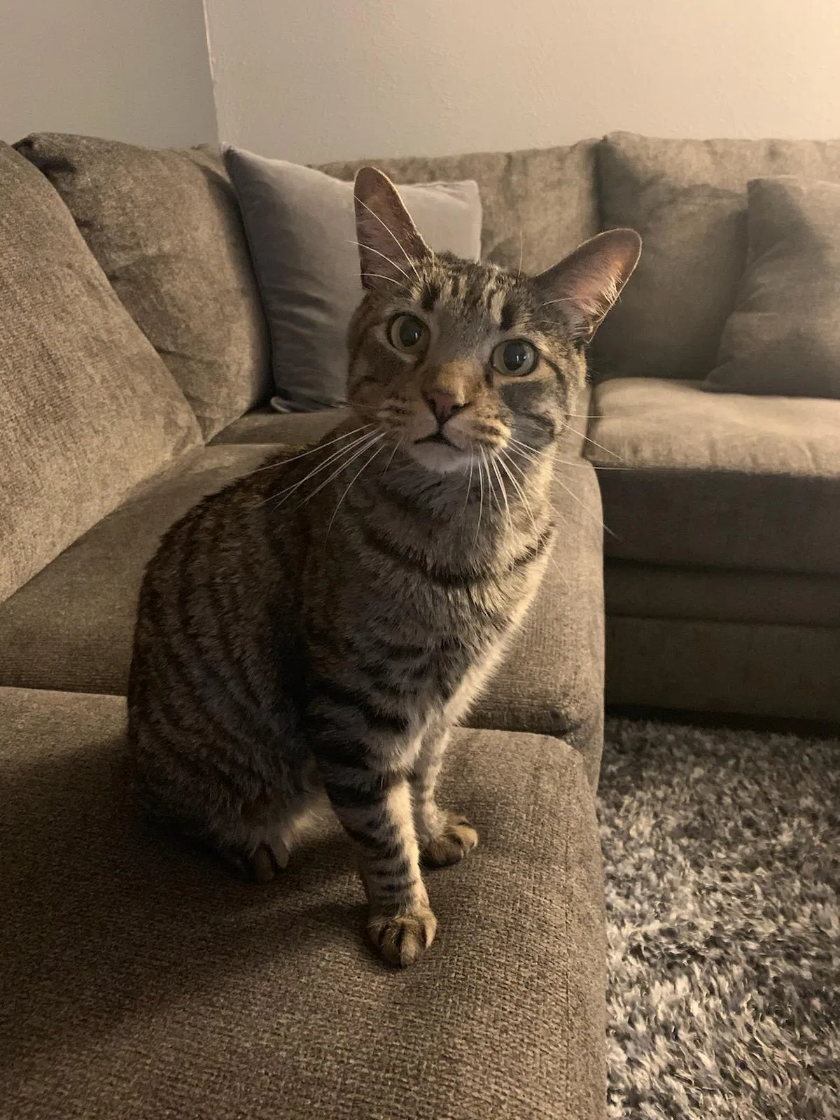 Lost cat in Denver, CO, 80224