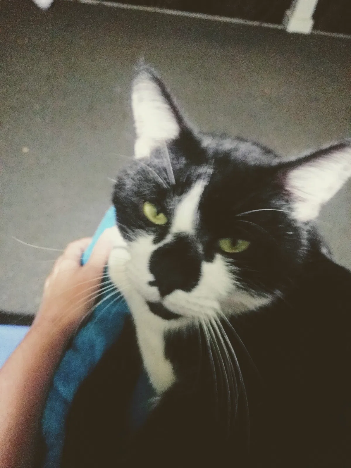 Lost cat in Lawrenceville, GA, 30043
