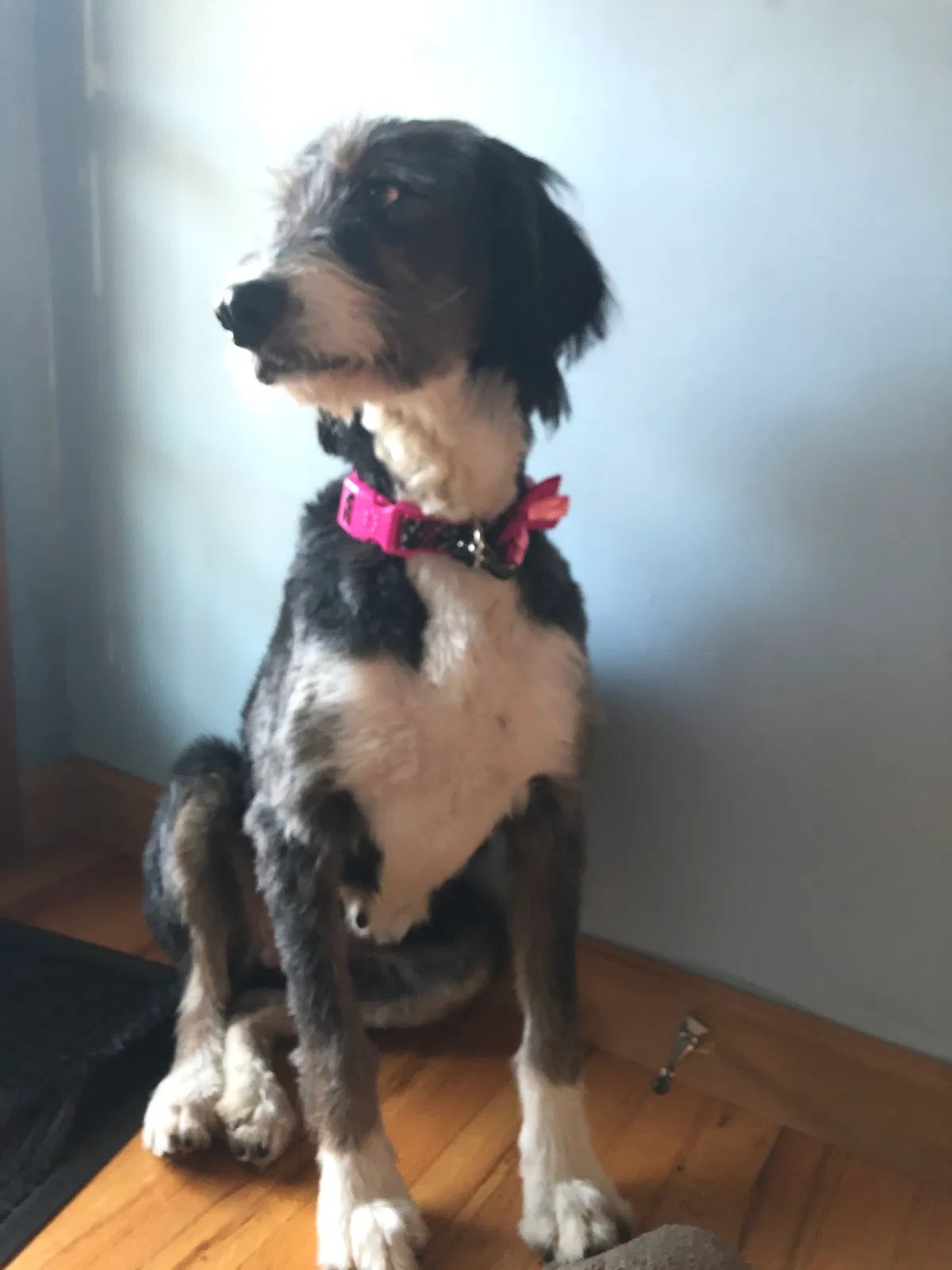 Lost dog in Martinsville, NJ, 8836