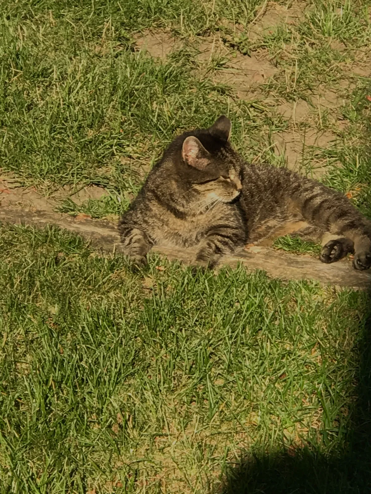 Lost cat in Westmont, IL, 60559