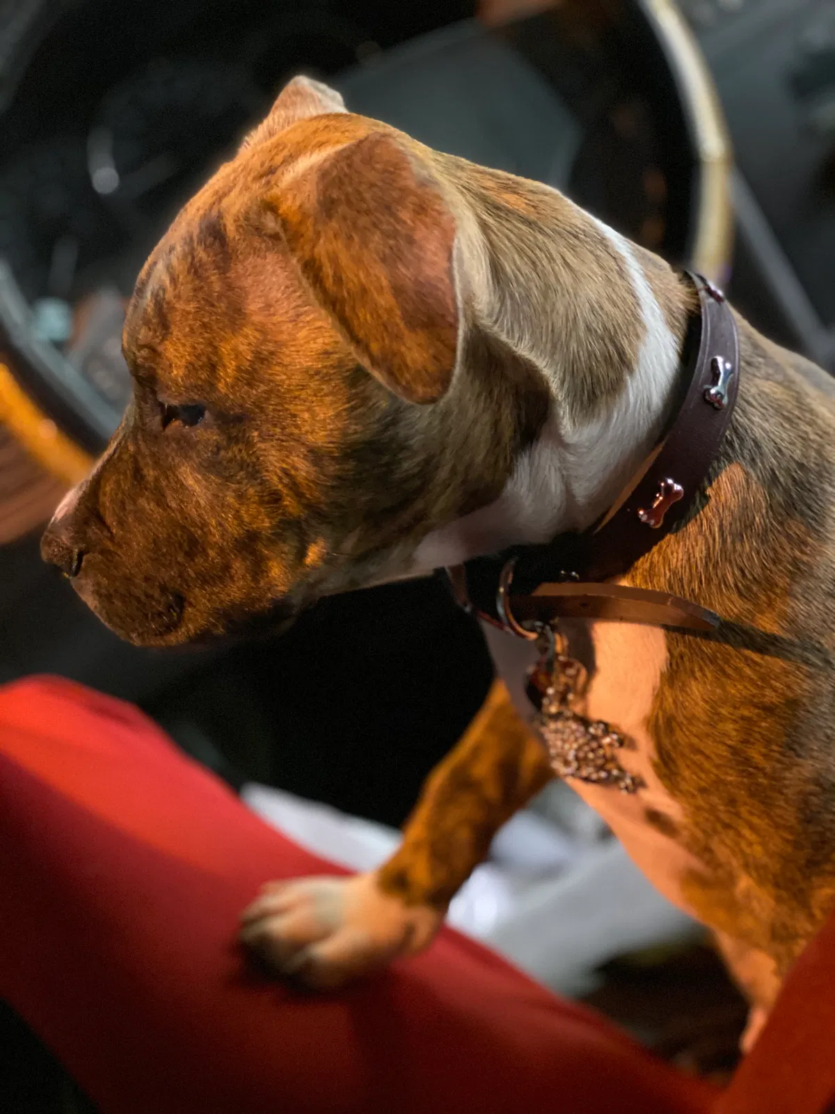 Lost dog in Riverdale, IL, 60827