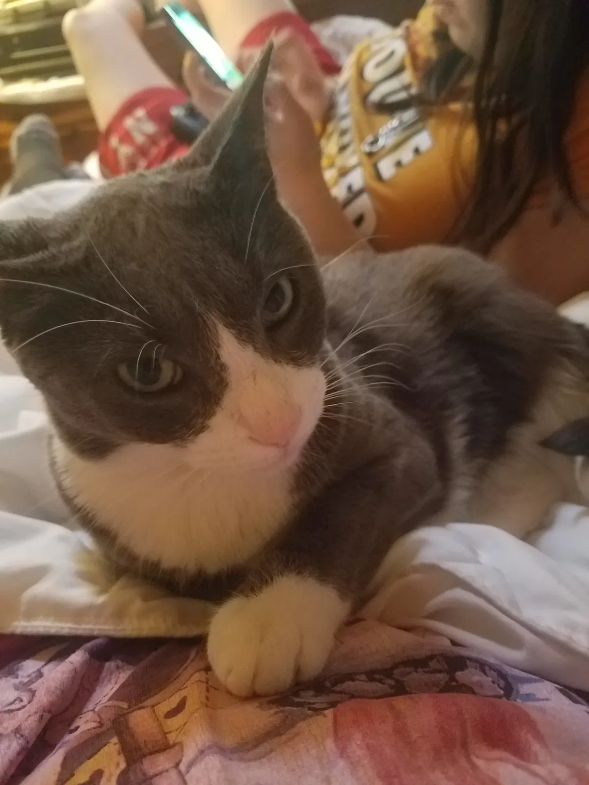 Lost cat in Baltimore, MD, 21223