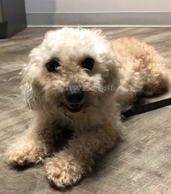 Lost dog in Atlanta, GA, 30318