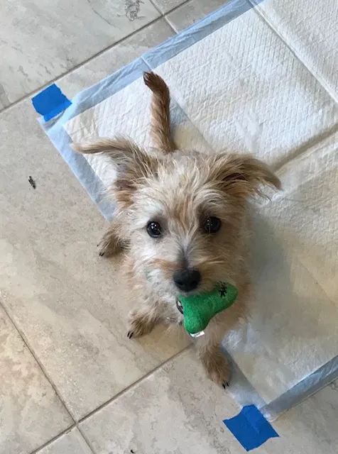 Lost dog in San Diego, CA, 92129
