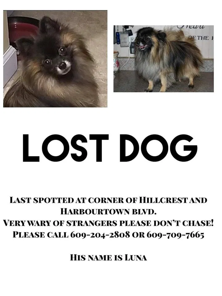 Lost dog in Tuckerton, NJ, 8087