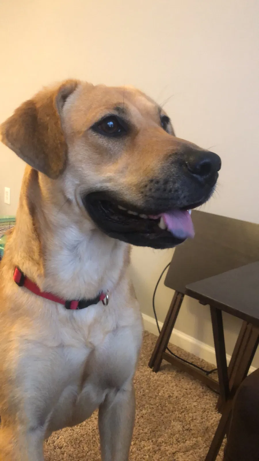 Lost dog in Gainesville, GA, 30504