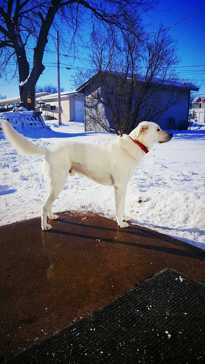 Lost dog in West Concord, MN, 55985