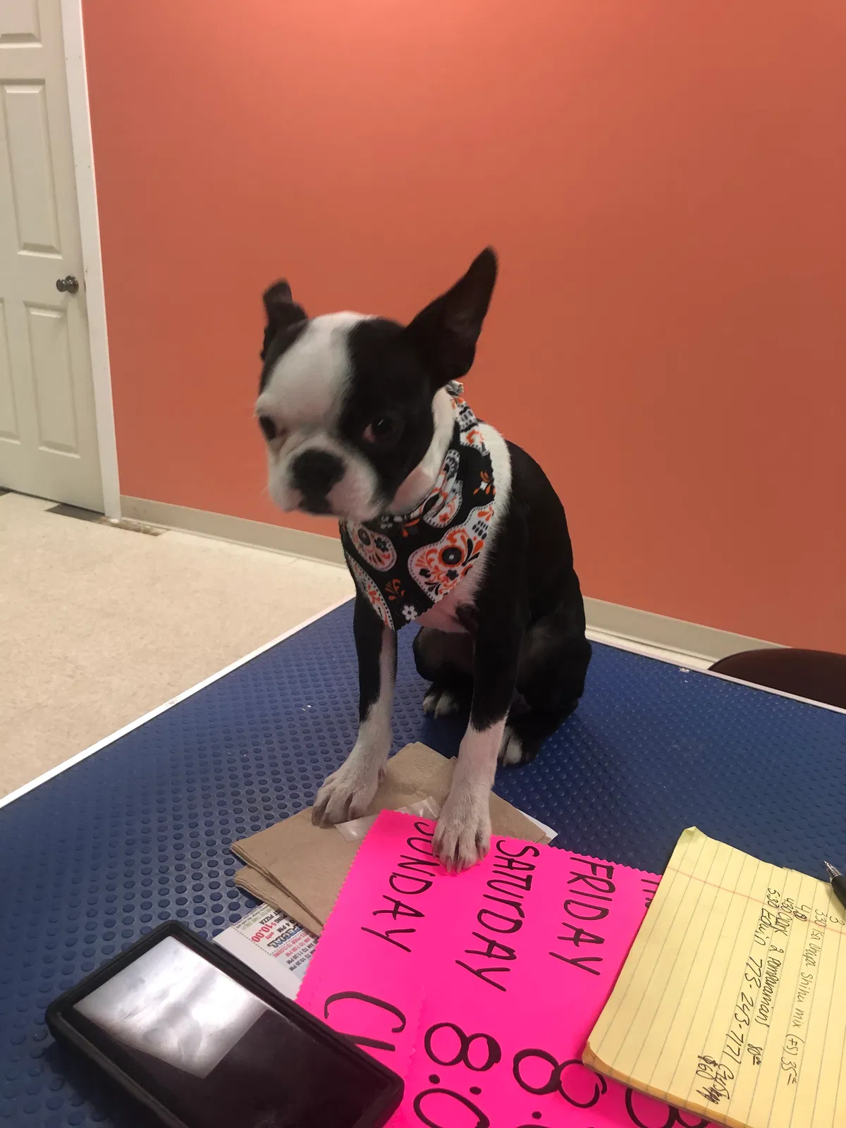 Lost dog in Hammond, IN, 46320