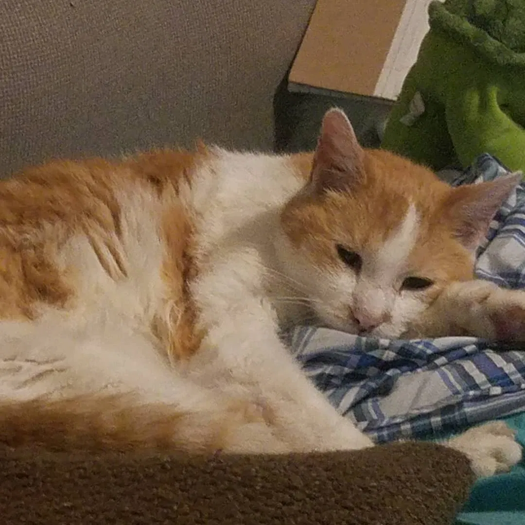 Lost cat in Orlando, FL, 32803