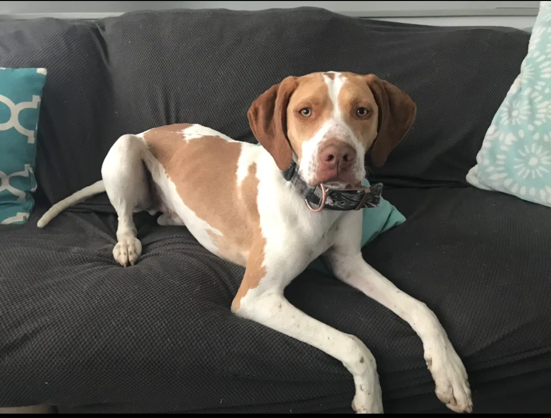Lost dog in West Jordan, UT, 84084