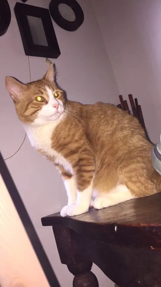Lost cat in Union City, NJ, 7087
