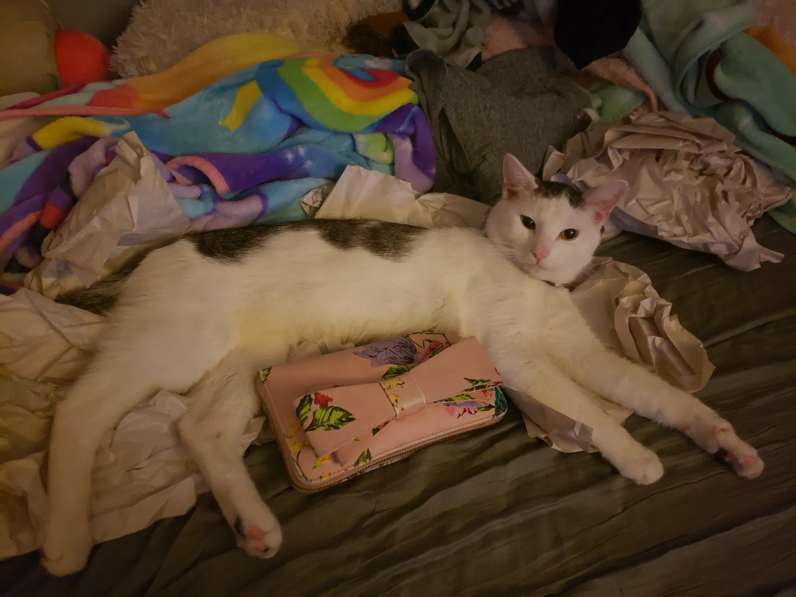Lost cat in San Antonio, TX, 78233