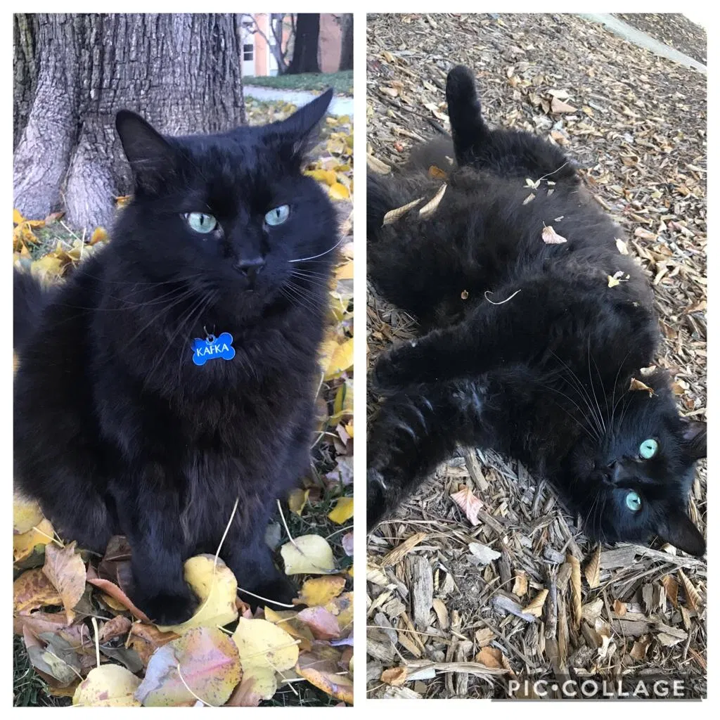 Lost cat in Sterling, VA, 20164