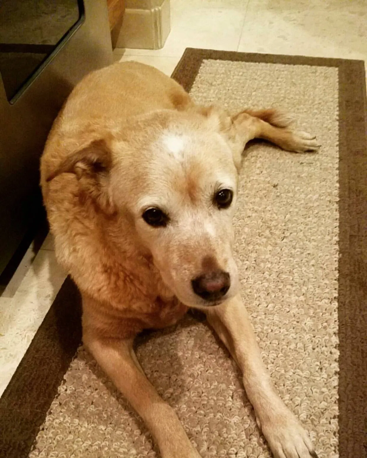 Lost dog in Phoenix, AZ, 85020