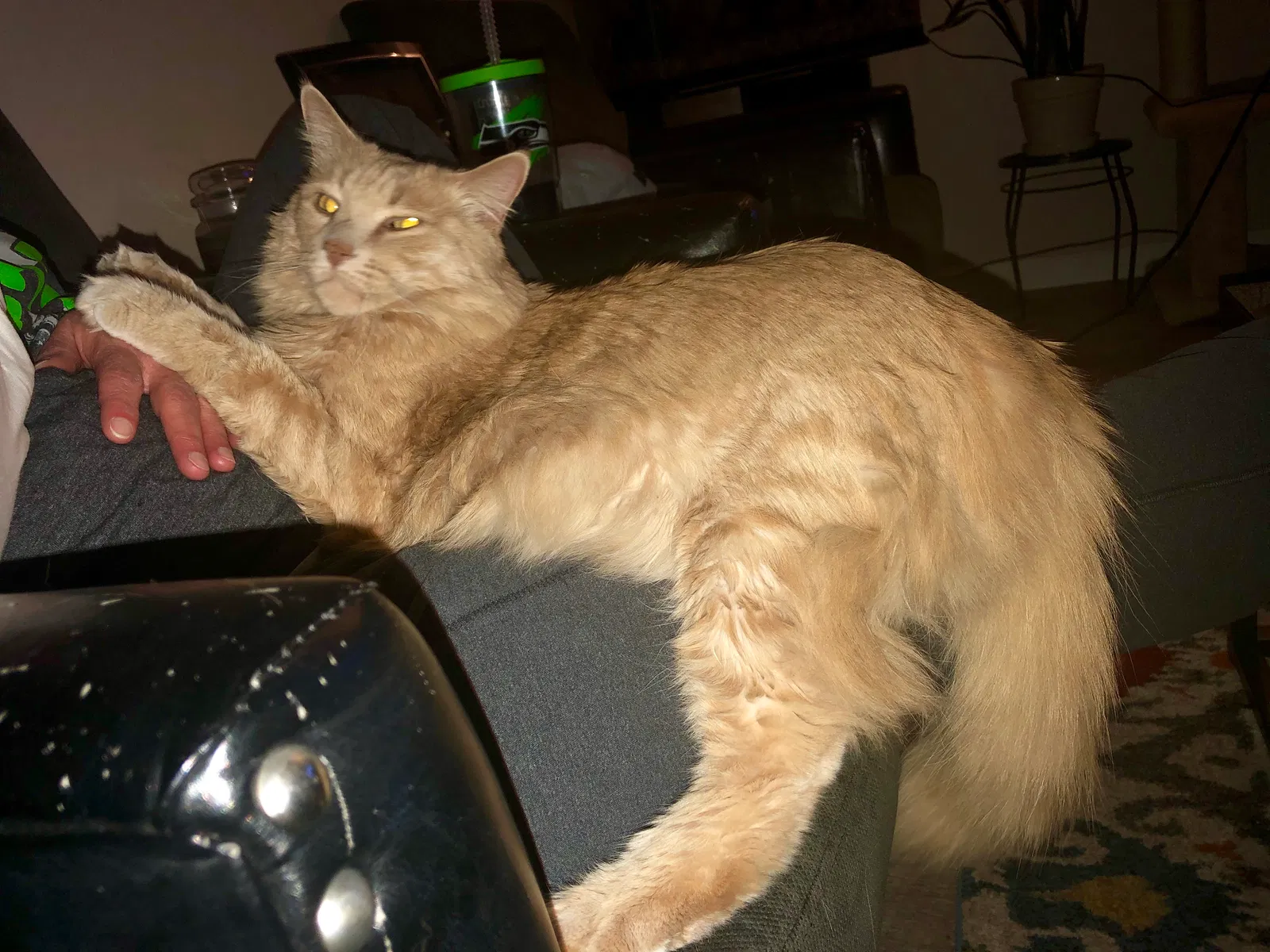 Lost cat in Denver, CO, 80227