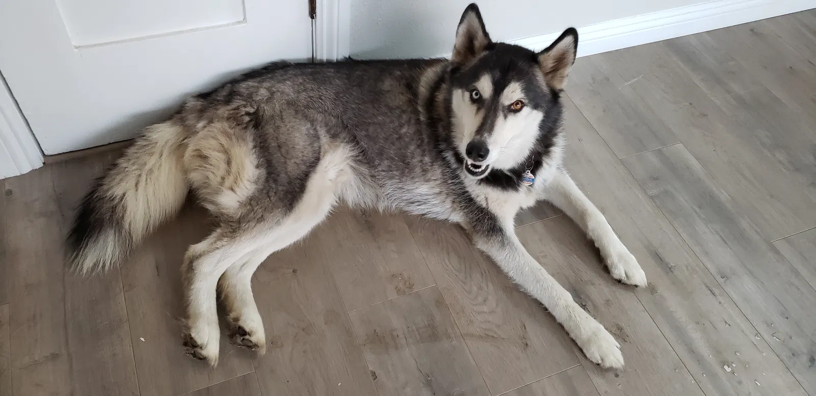 Lost dog in Compton, CA, 90220