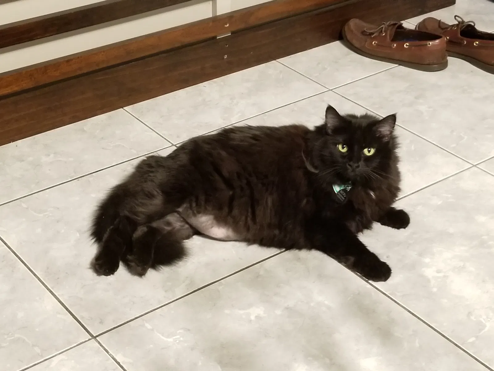 Lost cat in Anaheim, CA, 92807