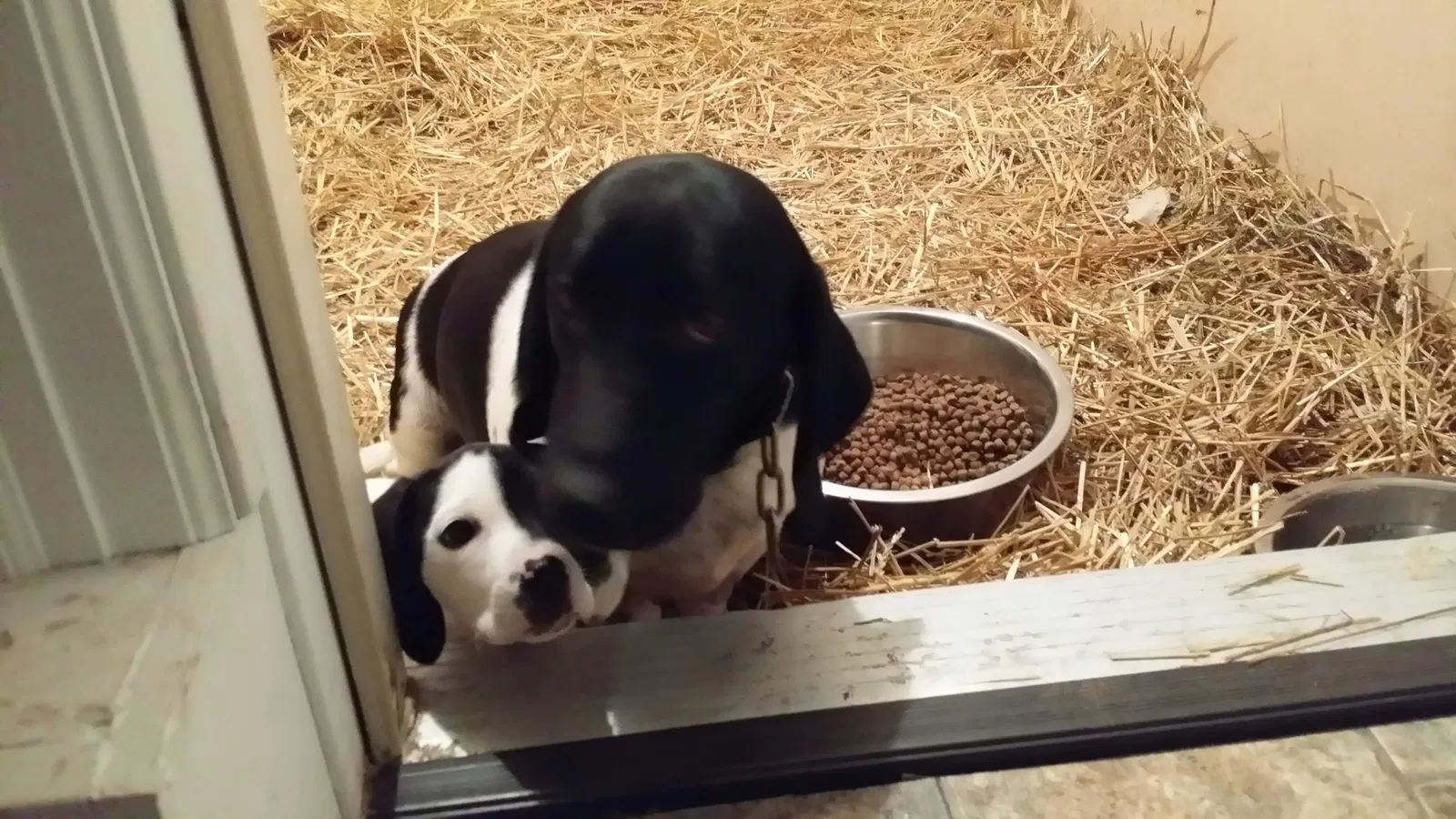 Lost dog in Monroe City, MO, 63456