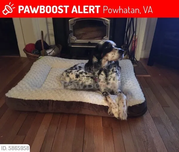 Lost dog in Powhatan, VA, 23139