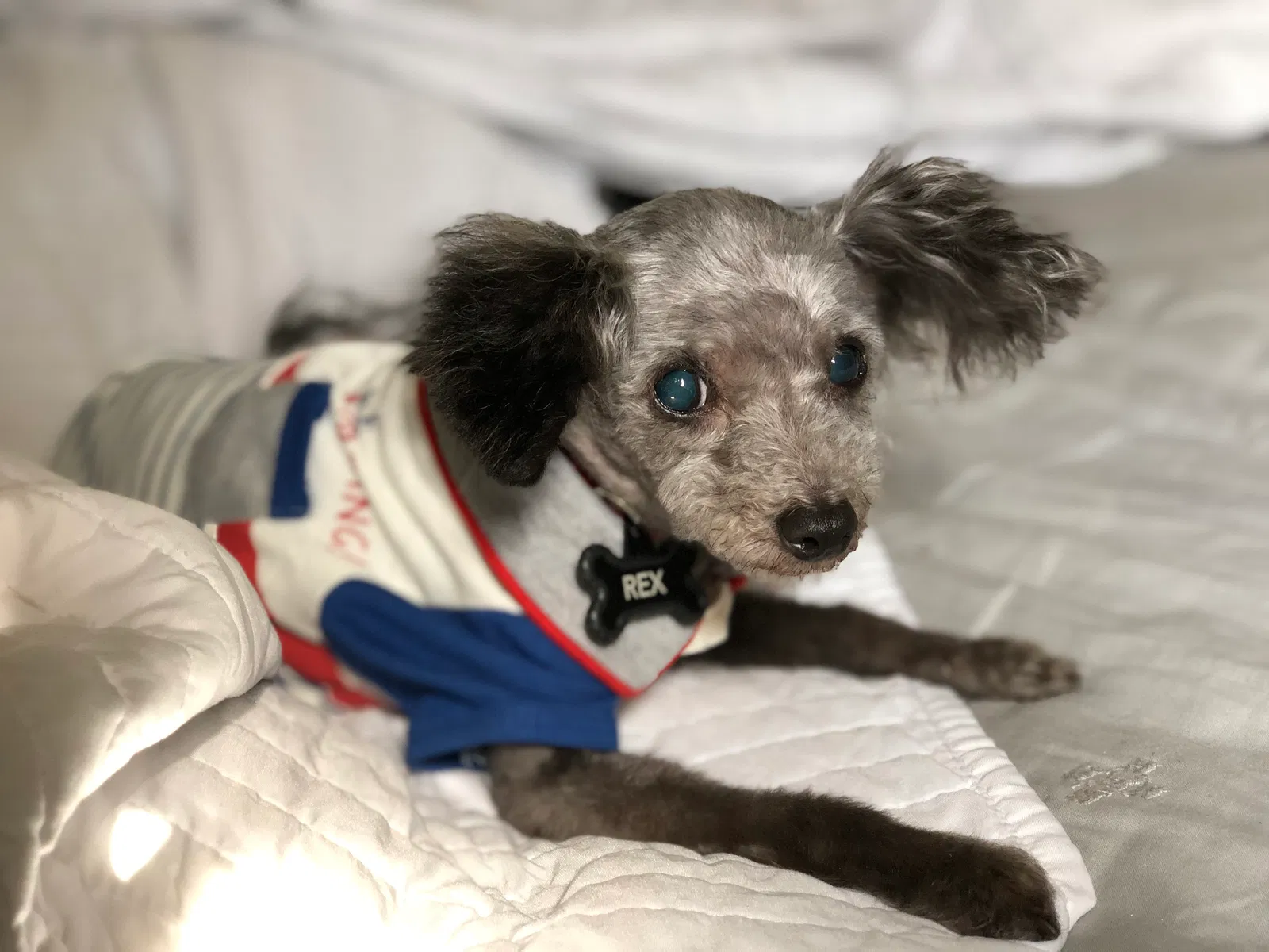 Lost dog in Colton, CA, 92324