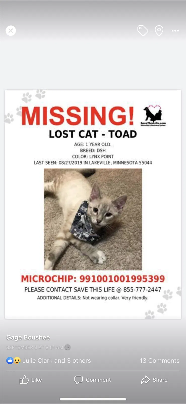 Lost cat in Lakeville, MN, 55044