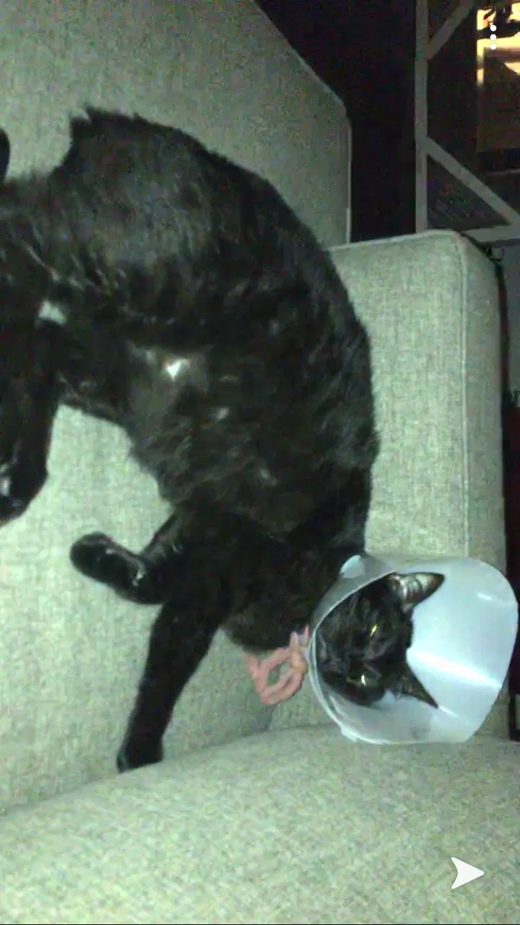 Lost cat in Bellflower, CA, 90706