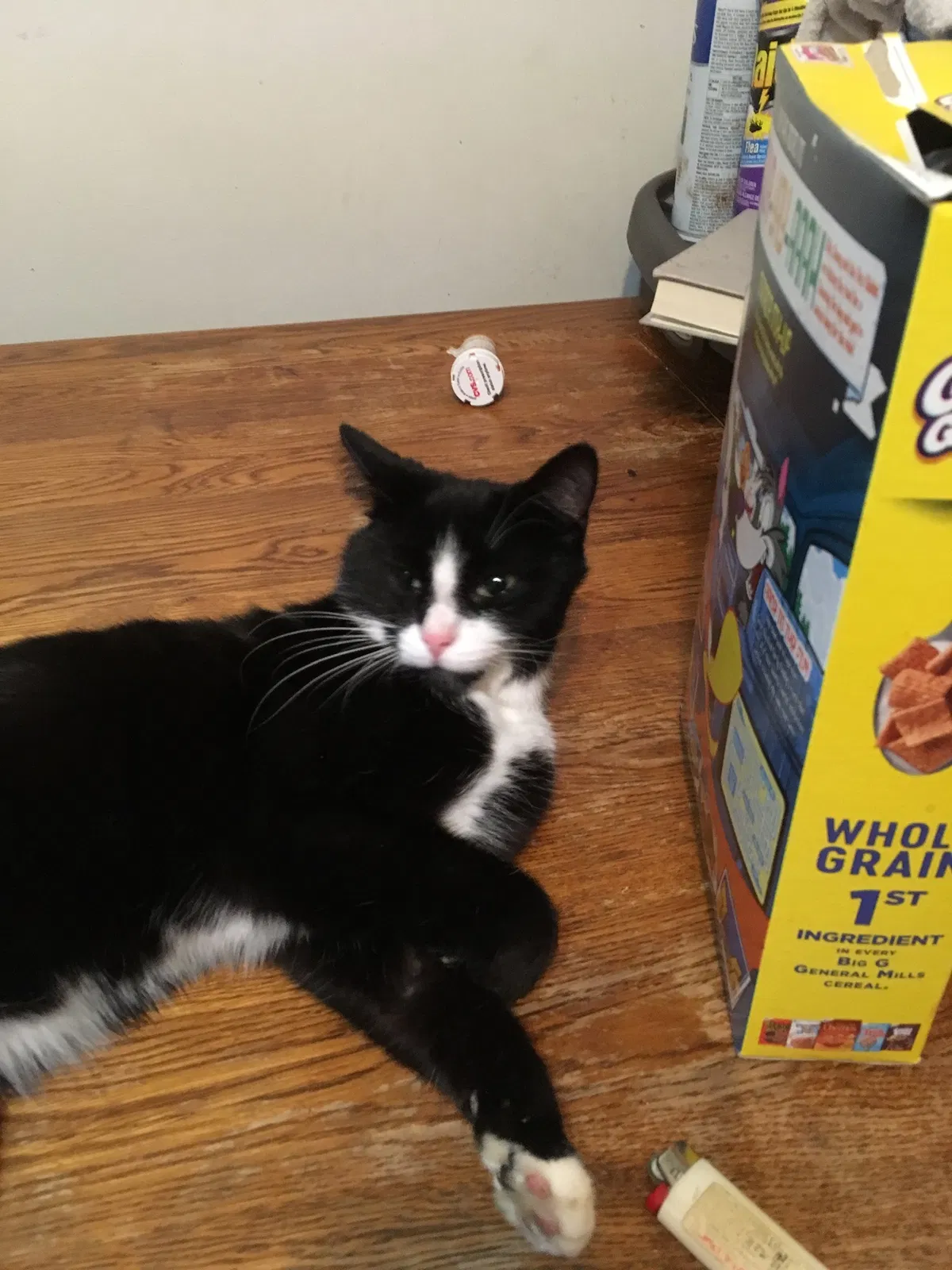Lost cat in Belleville, MI, 48111