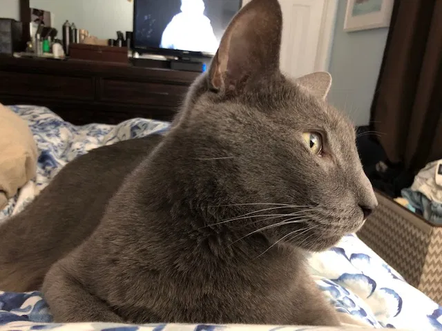 Lost cat in Warminster, PA, 18974
