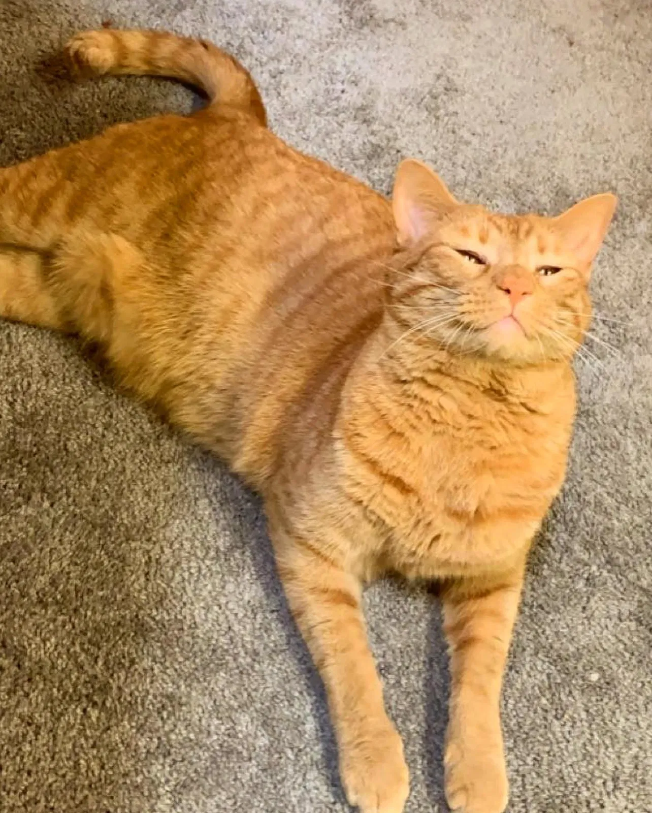 Lost cat in Marietta, GA, 30066