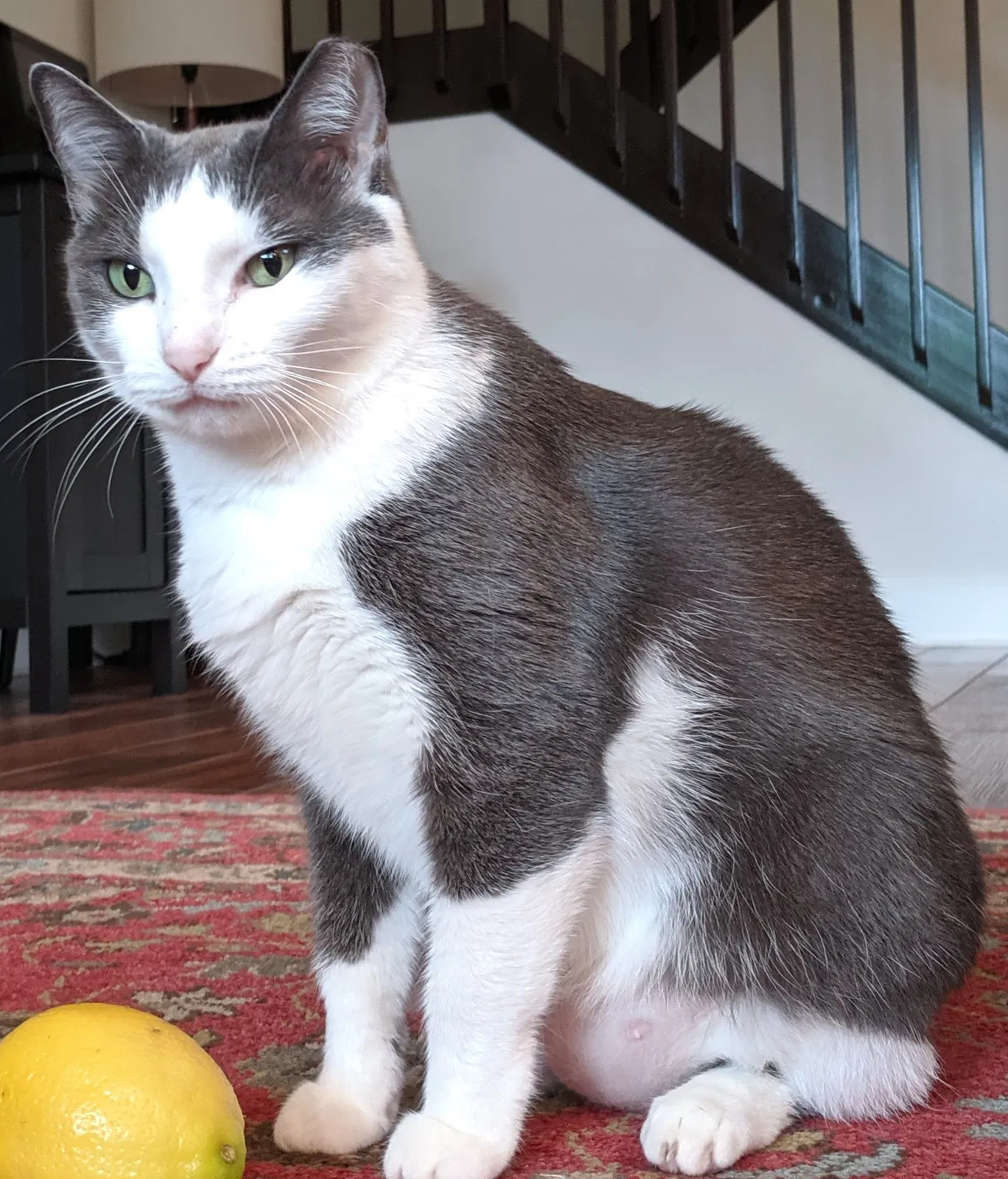 Lost cat in West Palm Beach, FL, 33406