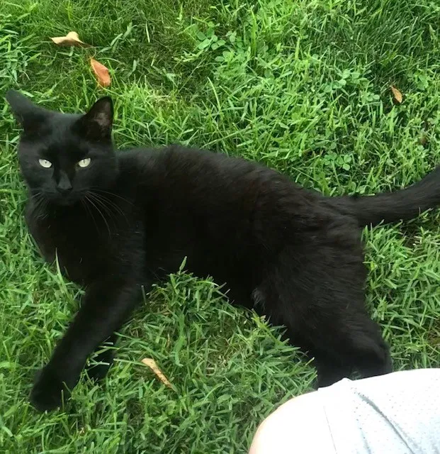 Lost cat in Columbus, OH, 43227