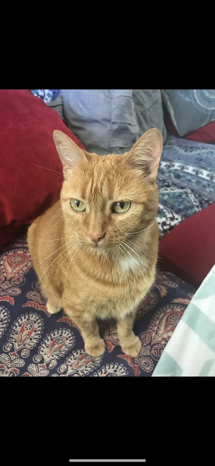 Lost cat in Denver, CO, 80239