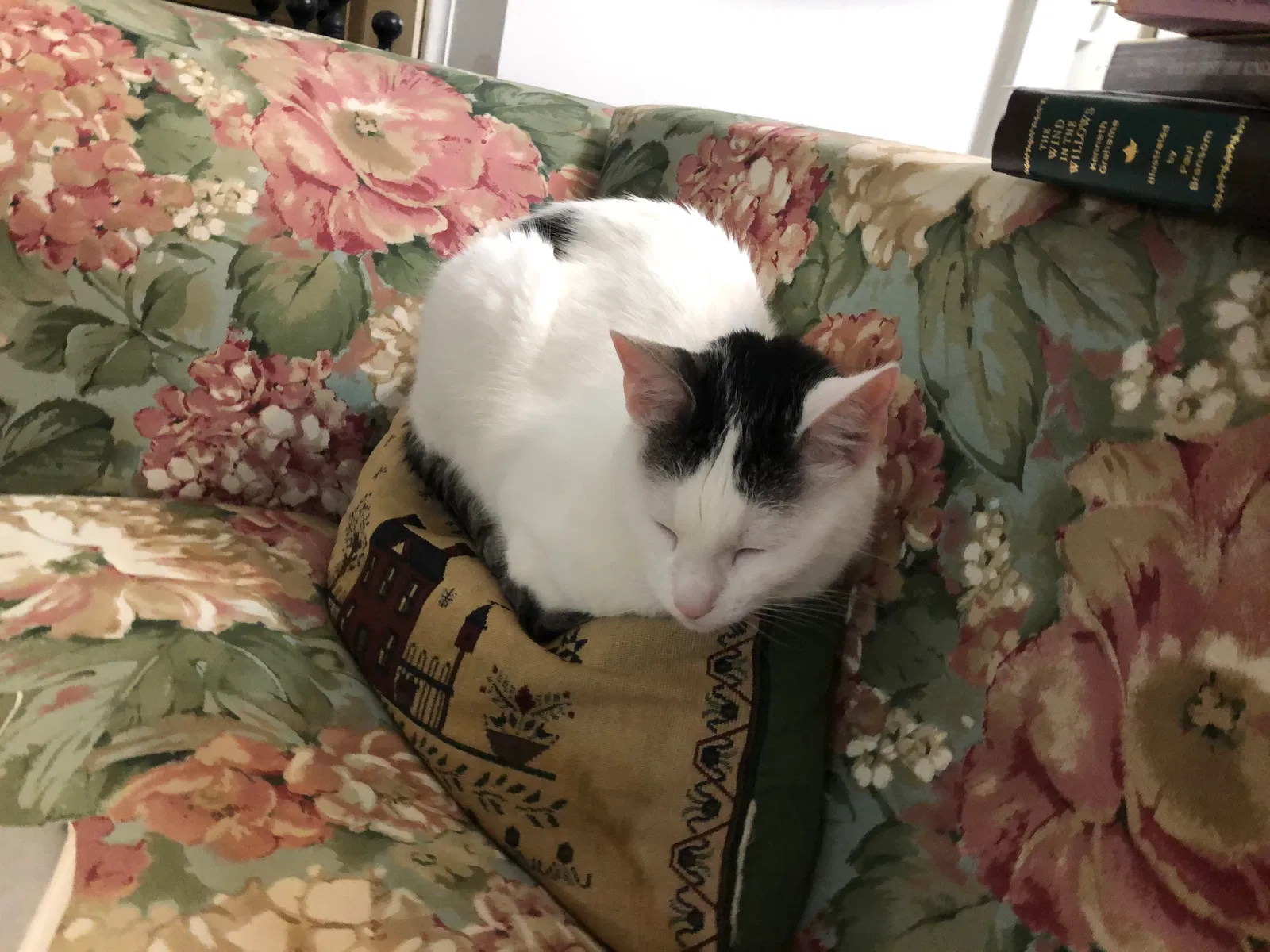 Lost cat in Manassas, VA, 20110