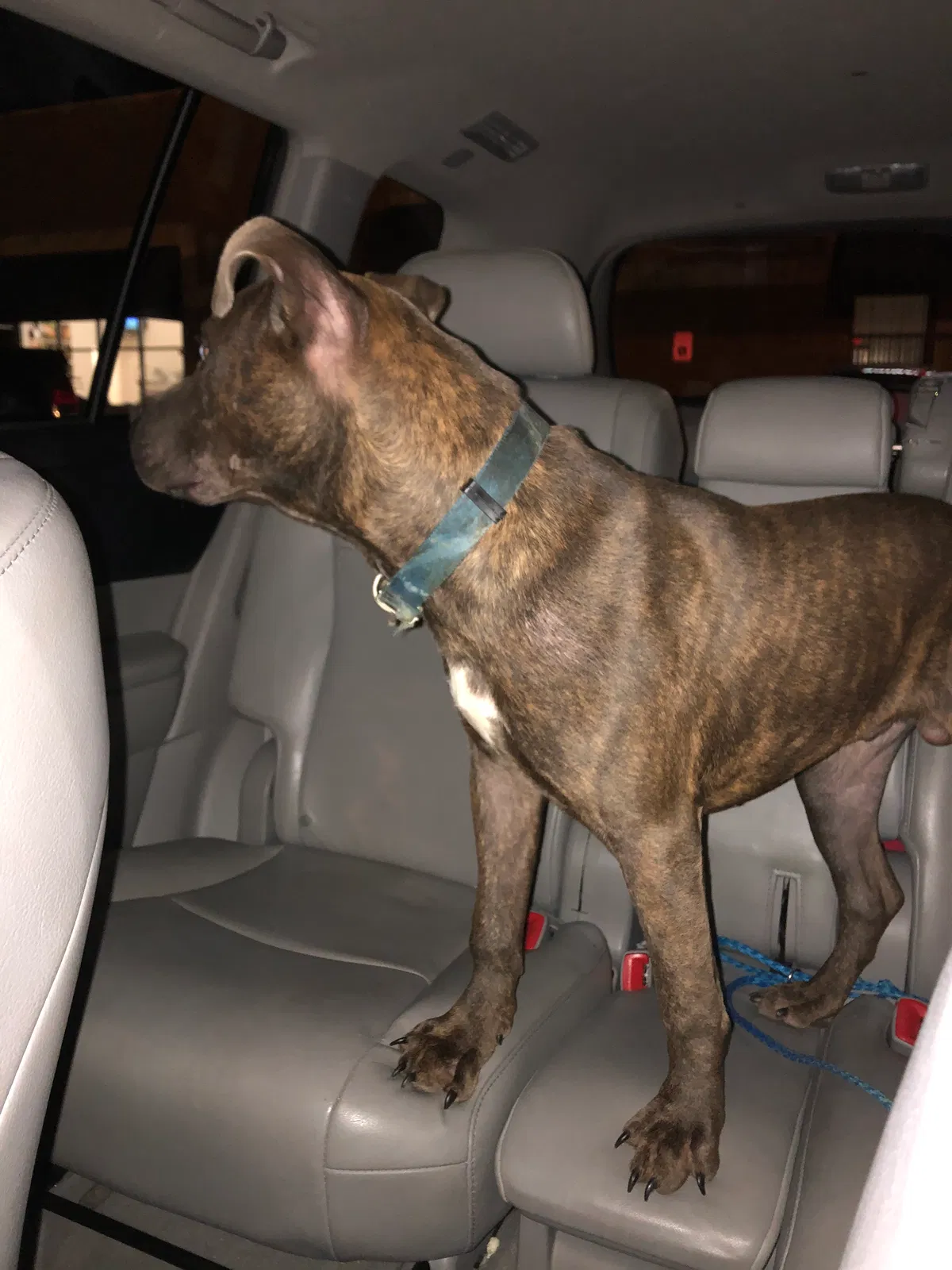 Found dog in Jamestown, NC, 27282