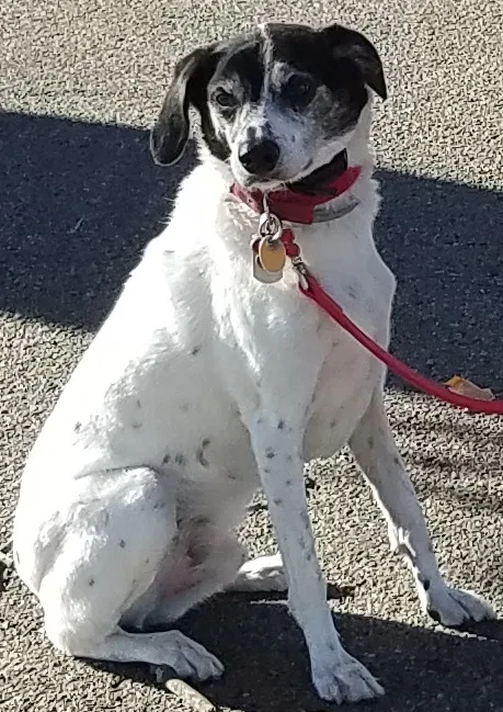 Lost dog in Marshfield, MA, 2050