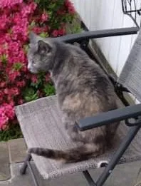 Lost cat in Greensboro, NC, 27406