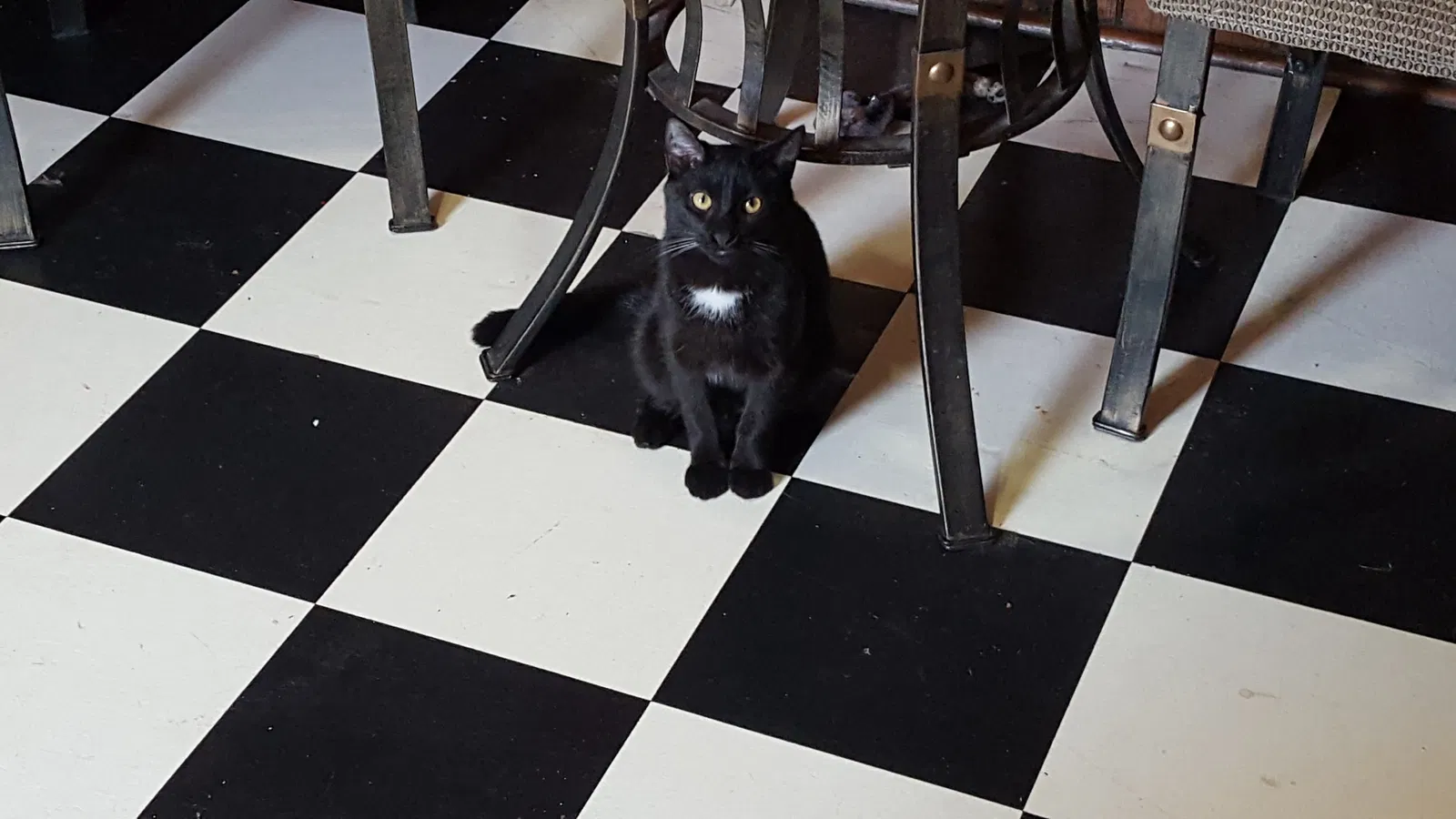 Lost cat in New Haven, CT, 6515