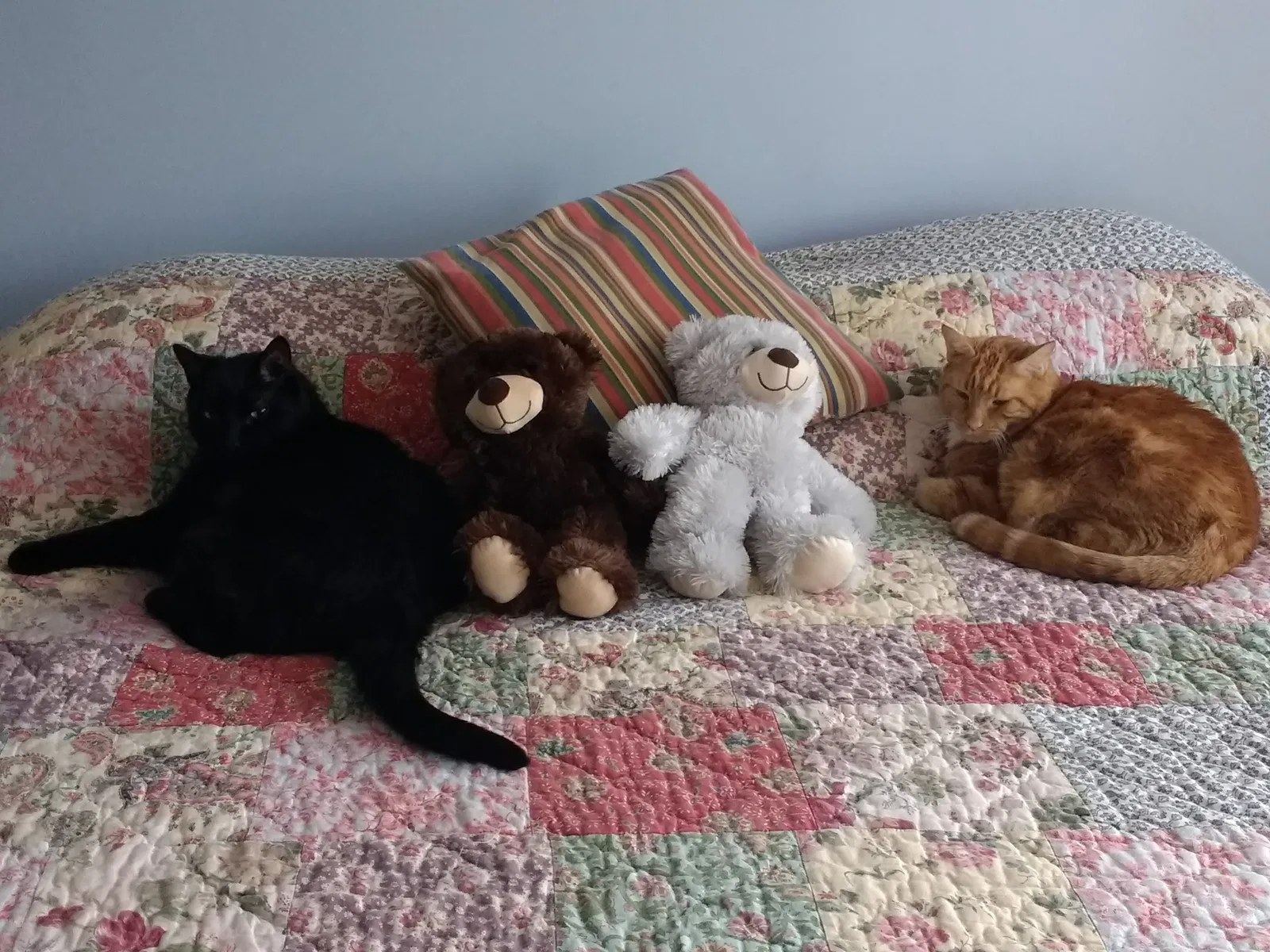 Lost cat in New Haven, CT, 6515