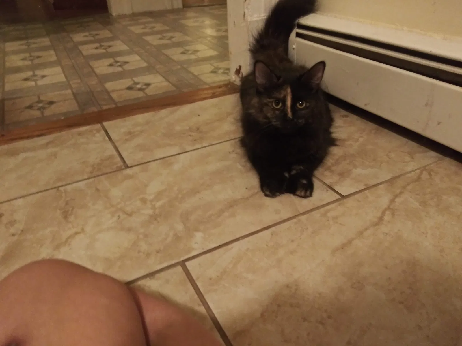 Lost cat in New Haven, CT, 6515