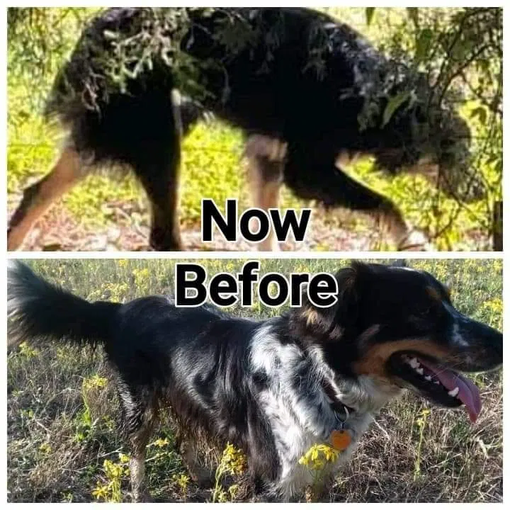 Lost dog in Thonotosassa, FL, 33592