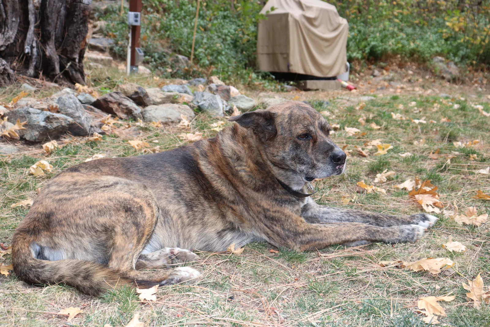 Lost dog in Keenesburg, CO, 80643
