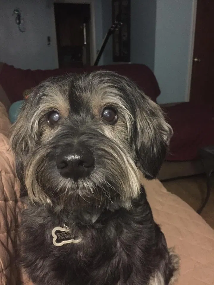 Lost dog in Redford, MI, 48240
