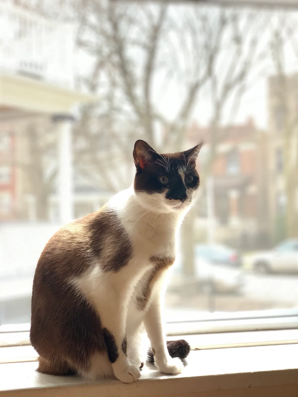 Lost cat in Chicago, IL, 60640