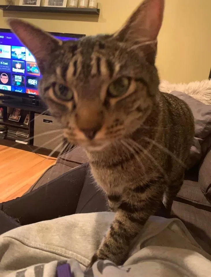 Lost cat in Minneapolis, MN, 55422