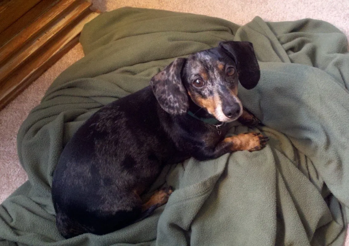 Lost dog in Alpharetta, GA, 30022