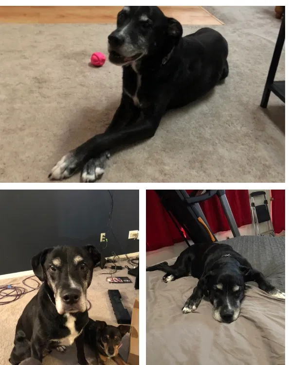 Lost dog in Saint Charles, MO, 63301