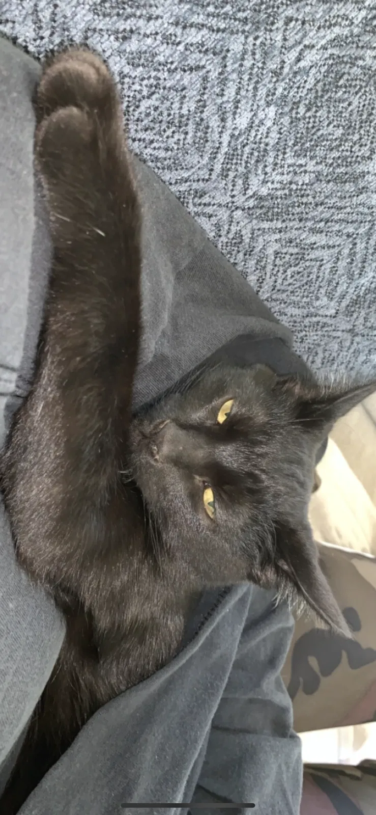 Lost cat in Menifee, CA, 92584