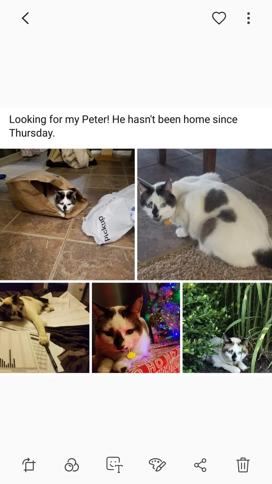 Lost cat in Goodells, MI, 48027