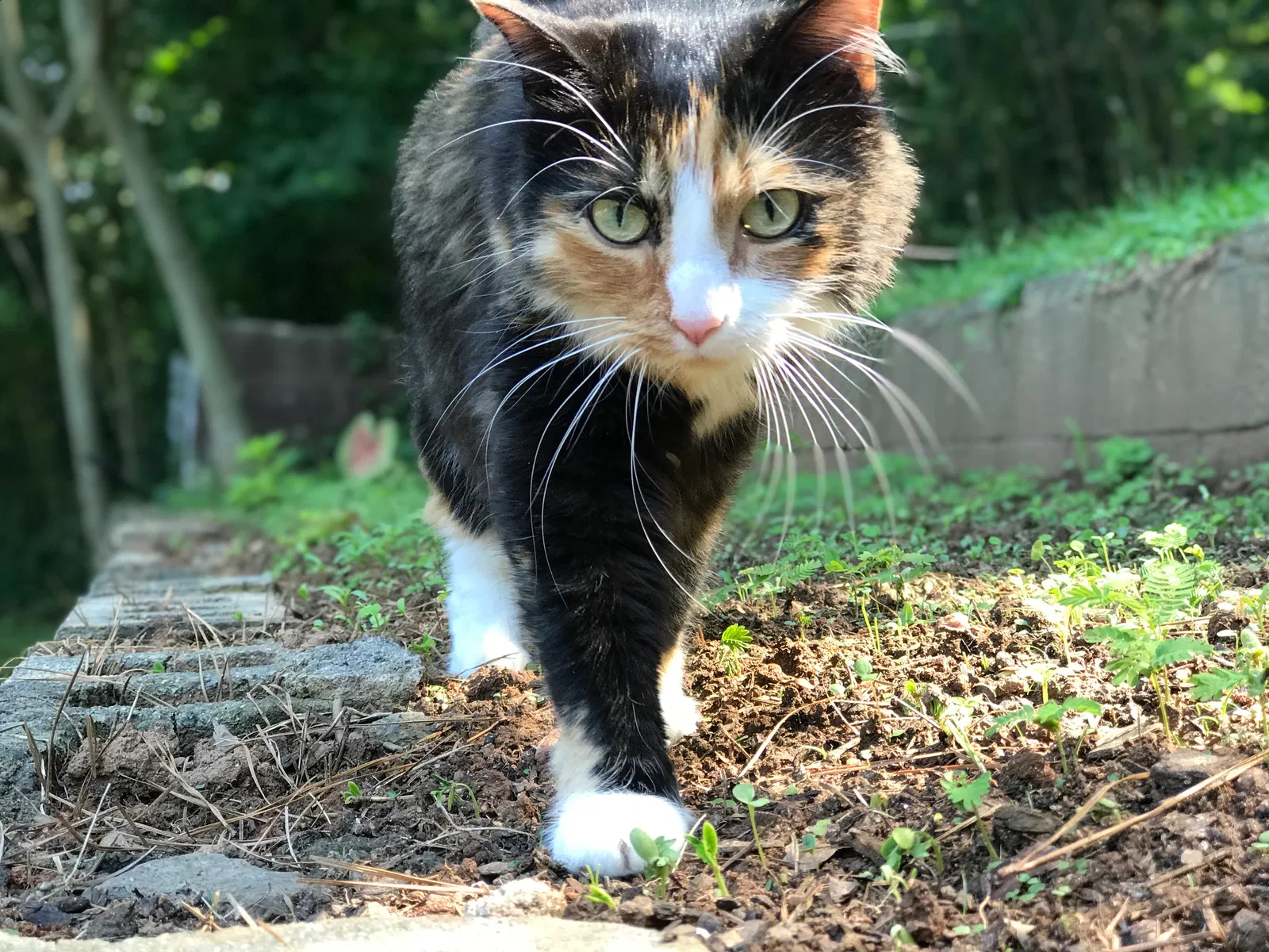 Lost cat in Atlanta, GA, 30311