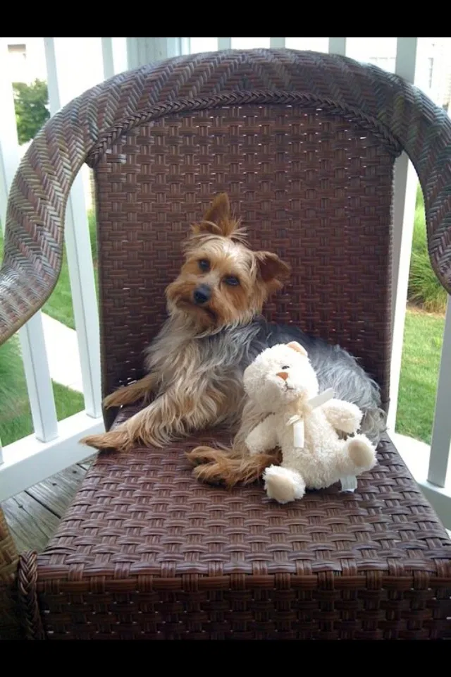 Lost dog in Saint Louis, MO, 63104